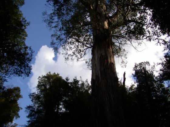 Ada Tree silhouette, 62k