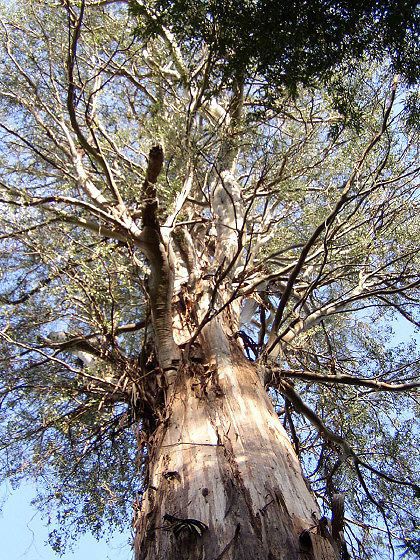 the Ada Tree, 125k