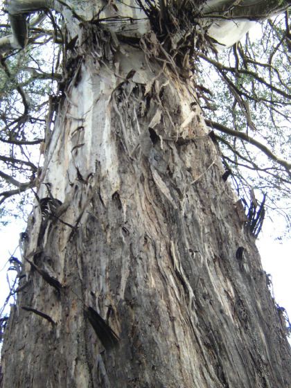Ada Tree bark, 82k
