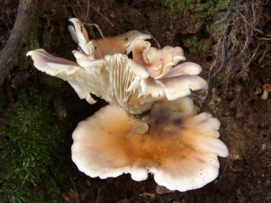 double fungus, 54k