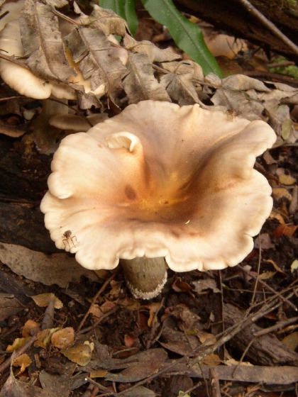 mushroom, 57k