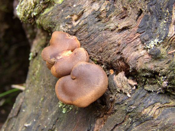 mushrooms, 76k