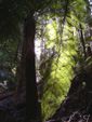 sunlight through fern
