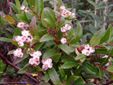 flowering alpine shrub