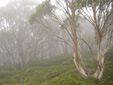 mist through eucalypts