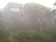 mist on summit of Mt Baw Baw