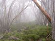 mist in arch of snowgums