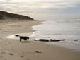 beach with dog, Anglesea