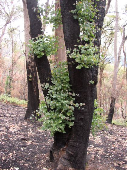 eucalyptus tree with regrowth