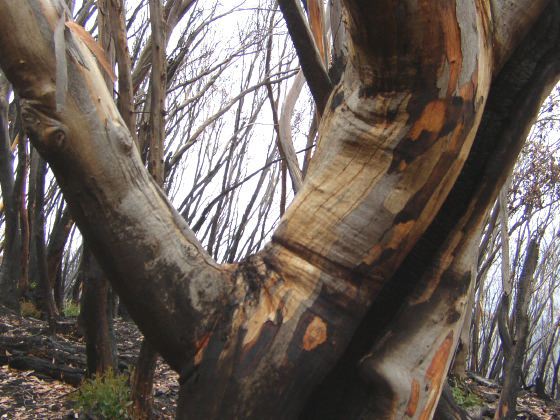 burnt eucalyptus trunk