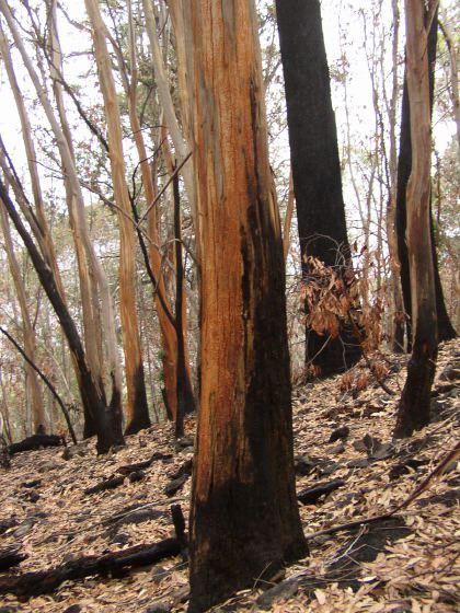 burnt eucalyptus trunk