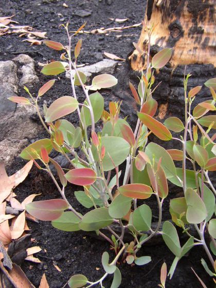 eucalyptus regrowth