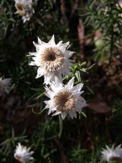 alpine wildflower, 45k