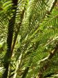 ferns close up
