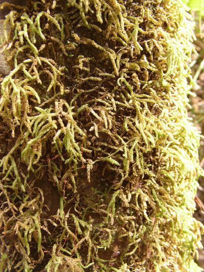 moss on tree trunk, 101k
