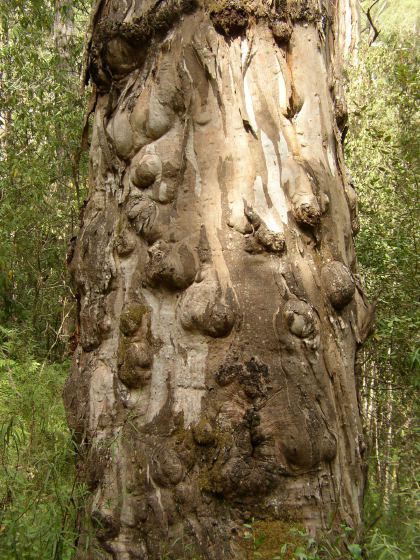 knobbly eucalypt trunk, 86k