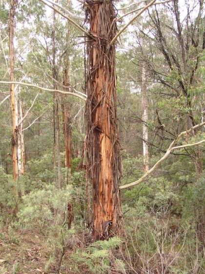 shaggy bark tree, 93k