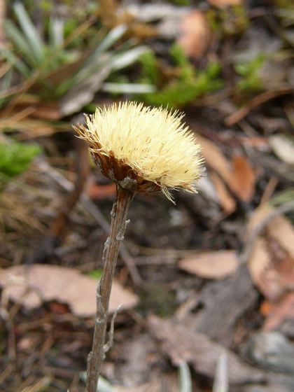 alpine flower, 44k