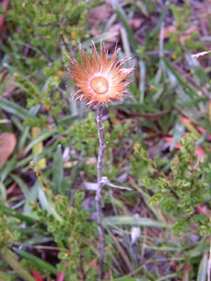 alpine flower husk, 55k