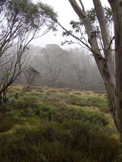 mist through eucalyptus arches