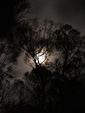 full moon through the trees