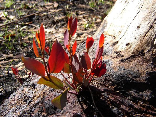 red eucalyptus regrowth