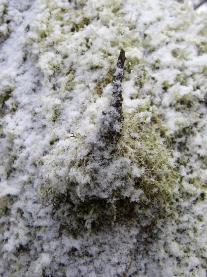 snow on mossy log