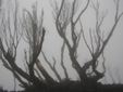 burnt eucalypt in mist