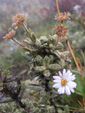 alpine daisy plant